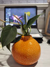 爱已装糖仿真橘子艺术花瓶简约陶瓷花瓶生日礼物客厅餐桌装饰插花瓶高10cm 实拍图