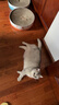 憨憨乐园猫零食木天蓼猫咪磨牙棒洁齿棒猫咬棒逗猫幼猫玩具幼猫自嗨棒5支 实拍图