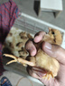 鸡苗活体土鸡小鸡幼苗下绿壳产蛋鸡青脚麻鸡肉鸡笨鸡三黄鸡五黑鸡 青脚麻鸡苗30只 优质鸡苗 实拍图