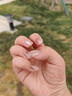 优家UPLUS美甲贴片穿戴甲24片(秋日茶花)果冻胶指甲片女神礼物 实拍图