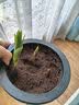 花翁香水百合种球重瓣盆栽进口球根好养花园庭院花卉绿植物源头直发 实拍图