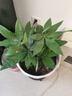 发财树盆栽大植物室内办公室桌面客厅小盆景招财树苗绿植花卉盆栽 大单杆发财树 11-14cm【原盆】 【送肥料】 实拍图
