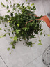 常春藤盆栽室内垂吊植物好养水培绿植净化空气除甲醛四季常青长青 1盆青叶常春藤(长 50 厘米左右)配半圆壁盆 实拍图