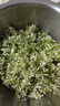教蔬鲜生【顺丰直达】韭菜花新鲜现摘山东头茬嫩半仔韭花酱蘸料花朵苞 500g 实拍图