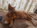 珍致猫罐头猫零食湿粮营养原装泰国进口猫湿粮罐头85g 综合混合装85g*24罐 实拍图