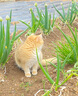 力狼猫粮 成猫幼猫通用型天然粮 【经典升级2.0】鸡鱼+乳鸽10kg 实拍图