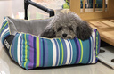 主子家 狗窝猫窝小型犬中型犬泰迪狗床狗垫子 冬季毛绒可拆洗 蓝彩条 S（45*35*18）6斤内宠物 实拍图