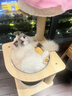 KimPets猫爬架猫窝一体大型猫抓柱猫树豪华超大猫跳台太空舱猫咪玩具猫架 四层猫塔0.9M 基础款 实拍图