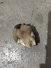 蒙贝牛膝骨 狗狗零食 狗狗磨牙棒 风干烘烤洁齿骨 85g×5个中号 实拍图
