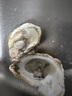 龙味福乳山生蚝鲜活到家牡蛎新鲜海蛎子火锅烧烤海鲜刺身 【采销推荐】4XL带箱5斤(11-13只) 实拍图