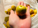 一级果 山东沾化冬枣 新鲜 大枣 鲜枣 枣子 应季水果  顺丰JD包邮 净重5斤 单果12-15g 实拍图