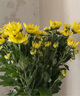 【七彩小雏菊】鲜切花混搭混色多头鲜花插瓶水养花期长七夕礼物 黄色小雏菊50CM5枝 实拍图
