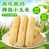 傣小瓜 拇指小玉米云南即食香糯手指玉米棒甜玉米杂粮轻食代餐早餐食品 拇指玉米500g*2袋【2斤】 实拍图