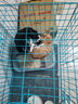 憨憨宠猫笼折叠猫笼子大号猫别墅加粗加密双层猫舍猫窝宠物猫咪用品家用 蓝色 850双层 实拍图