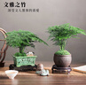 开时果 文竹盆栽桌面摆件盆景 办公室植物竹子水培绿植盆景源头直发包邮 舍得紫砂盆+苔藓+底托 实拍图