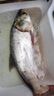 富源百川318S鲢鳙鱼竿手竿轻量大物竿钓鱼竿台钓杆黑坑巨物钓竿碳素鱼杆 5.4m 318S鲢鳙大物竿 硬 实拍图