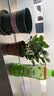 开时果 栀子花盆栽浓香型大花苗 四季懒人好养植物室内阳台庭院耐热花卉 加仑盆【90杯#栀子花】 实拍图