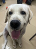 蒙贝 香酥牛棒骨  狗狗零食 中型犬磨牙棒 洁齿骨耐咬除垢 100g*5支 实拍图