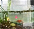 汉洋鱼缸刮藻刀水族箱除藻器 底砂整理平沙铲草缸工具基础款32cm 实拍图