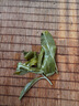 贡苑 花草茶 特优级苦丁茶100克/罐 青山绿水 精选大叶好货花草养生茶 实拍图