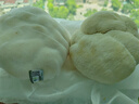 悦來頤和（YUELAIYIHE）新鲜猴头菇有机菌菇东北食用菌当天采摘顺丰直达蘑菇500g 500克 实拍图