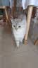 喔喔（WOWO）猫粮 猫主食冻干三鲜全价猫粮无谷猫粮成猫粮幼猫粮通用冻干猫粮 【混合双拼】海苔+鳕鱼虾 3KG 实拍图