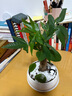 绿荫巷子发财树盆栽室内客厅桌面绿植小盆景三杆发财树苗招财树植物花卉 【瓷圆盆】单杆+熊猫+布景摆件 实拍图