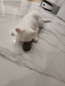 阿柴与猫猫咪玩具鱼骨头木天蓼猫薄荷磨牙棒仿真鱼磨牙耐咬自嗨解闷逗猫棒 实拍图