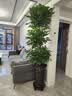 叹为观止大型植物发财树各种大颗盆栽开业乔迁客厅办公室内好养大型花卉 三层幸福树【1.5-1.7米】 不含盆 实拍图