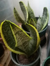佰花锦金边虎皮兰盆栽好养常青绿植好养矮脚花卉室内客厅办公室耐旱 6颗精品金边虎皮兰裸根 整体高度约25-35cm 实拍图