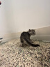 阿飞和巴弟猫粮E76大健康版本益生菌全价冻干双拼猫粮成猫幼猫粮2kg 实拍图