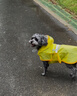 欢宠网狗狗雨衣全包四脚宠物狗小狗大型犬柯基雨披雨天遛狗防水防湿护肚 实拍图