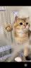 【京东快递】仙女逗猫棒猫咪玩具带铃铛逗猫神器耐咬羽毛逗猫棒 随机款2支（不指定，不重复） 实拍图