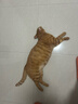 贵为（GiGwi）翠鸟发声逗猫玩具小猫咪幼猫自嗨解闷神器磨牙耐咬宠物玩具逗猫棒 实拍图