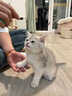 佳朔金渐层活体宠物猫咪幼猫纯种英短全程辅助养猫签订合同双重保障 宠物级 英短金渐层 实拍图