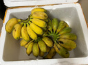 正宗广西高山香蕉2025新鲜水果整箱当季鲜自然熟粉蕉非小米苹果蕉 5斤净重4.5斤【需催熟】 实拍图