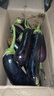 山东新鲜绿把紫皮长茄现摘现发新鲜嫩茄新鲜时令蔬菜生鲜 新鲜精选紫茄 4斤 带箱 实拍图