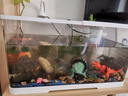 阔庭（KUOTING）鱼缸水族箱生态桌面鱼缸新款懒人鱼缸过滤制氧一体白色【特大号】 实拍图