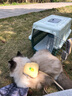 汉优发酵成猫粮 布偶蓝猫橘猫加菲英短猫咪通用全价猫干粮 发酵成猫8kg 实拍图