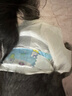 派乐特 宠物猫咪母狗狗生理裤尿不湿泰迪卫生巾姨妈月经裤纸尿裤 XL10片 实拍图