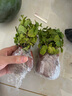 迷迭香苗盆栽可食用驱蚊植物香草薄荷苗绿植物室内煎牛排水培花卉 小盆食用薄荷苗约10cm高原盆土一盆 实拍图