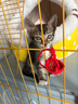 普安特猫咪狗狗腹泻拉稀止泻肠胃病消炎维利克硫酸新霉素片闪克宁 实拍图
