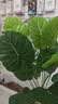 双盟18头仿真滴水观音盆栽人造绿植盆栽假花装饰假植物花卉客厅 实拍图