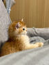 涴喵 苏氏纯种英短幼猫短毛猫大脸猫宠物猫咪活体辅助喂养 宠物级 【金渐层】 实拍图