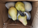亨迅烟台太婆梨山东梨子啤梨香蕉梨大头梨茄梨软梨新鲜水果生鲜 3斤精品装（净重2.8斤） 香甜软糯|核心产区直发|放软后吃 实拍图