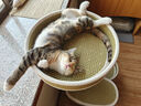 ZEZE竹里藤编凉感猫爬架夏季降温家用猫窝猫树一体猫抓柱猫爬架子 实拍图