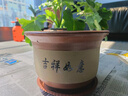 紫砂陶瓷花盆特大号花盆粗砂陶土大码陶瓷盆批发落地盆景花卉绿植 同口径22+22两个盆送托盘 实拍图