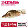 品鲜肴淡水鱼生态桂鱼鳜鱼鳌花鱼桂花季花鱼自然捕获鲜活现杀生鲜水产 净膛后1.2-1.3kg/条【3斤活杀】 实拍图
