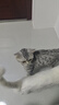 派得猫砂  原味豆腐猫砂活性炭混合猫砂多规格易可冲厕所 活性炭豆腐混合猫砂2kg*12袋 实拍图