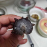 益参居-雷大参 大连广鹿岛深海辽刺参 即食海参 3斤  约34只  40-50克/只左右 实拍图
